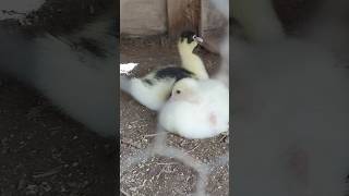 3 de fevereiro de 2026