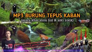 Download lagu suara pikat burung Tepus kaban terjamin MP3 paling manjur mp3