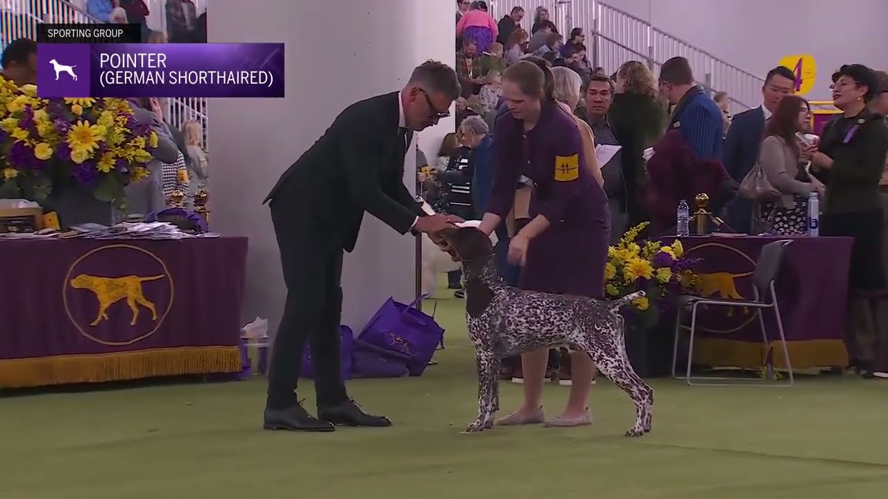 German Shorthaired Pointers | Breed Judging 2026