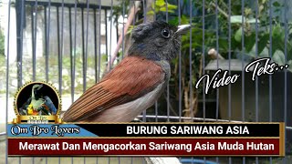 Download lagu Merawat Dan Mengacorkan Sariwang Asia Muda Hutan mp3 Download lagu Merawat Dan Mengacorkan Sariwang Asia Muda Hutan mp3