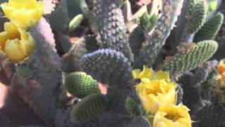 Flowers, cacti, and a bee.