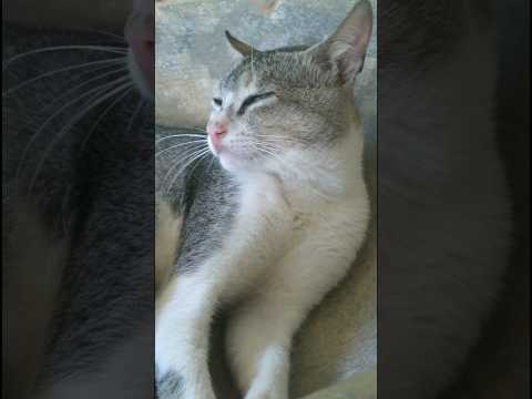 Would you like to me?😿😿😿#shortsfeed#shorts#youtubeshorts#short#ytshorts#shortsvideo#shortsfeed#viral