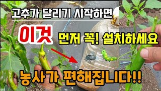 잘 안죽는 벌레 막걸리를 밭에 올려 놓으면 벌레가 사라지고 농사가 편해집니다 #벌레퇴치방법