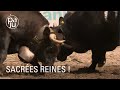 Les Amoureux De La Race D Hérens Racontent La Belle Histoire De Cette Vache D Exception