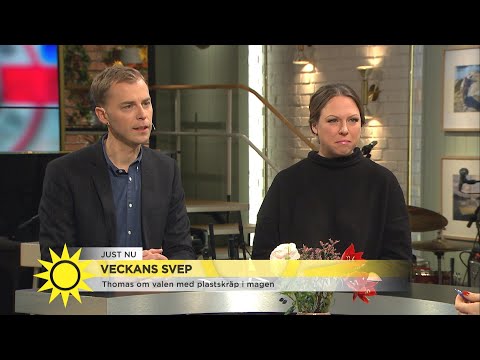 Klimatångest i veckans svep: ”Sluta släng flip-flops i havet” - Nyhetsmorgon (TV4)