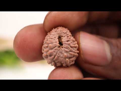 Rudraksha Product Image