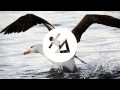 Aron Chupa - I'm An Albatraoz (DJ-Z Remix) + SUB ...