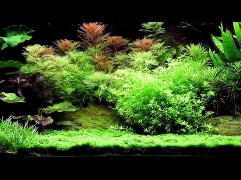 download lagu mp3 mp4 Tropica, download mp3 Tropica free download mp3, download mp3 Tropica