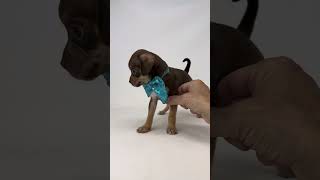 Video preview image #1 Chihuahua-Unknown Mix Puppy For Sale in Benton, LA, USA