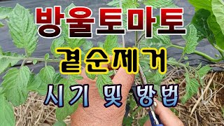 [텃밭농부. 1,091]  방울토마토의 곁순제거 싯점 및 방법 #방울토마토재배