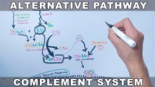 Alternative Pathway of Complement System