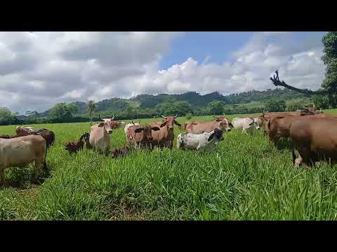 Día de Campo Ganaderia Peten Guatemala 