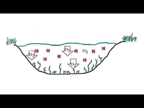 Die Eutrophierung eines Sees - Ökologie Biologie