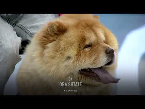 Çka e karakterizon racën e qenve Chow Chow?