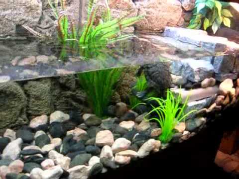 comment nettoyer aquarium tortue d'eau