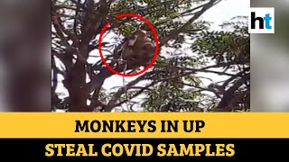 Monkey steals blood samples suspected to be of Covid patients in UP’s Meerut | DOWNLOAD THIS VIDEO IN MP3, M4A, WEBM, MP4, 3GP ETC