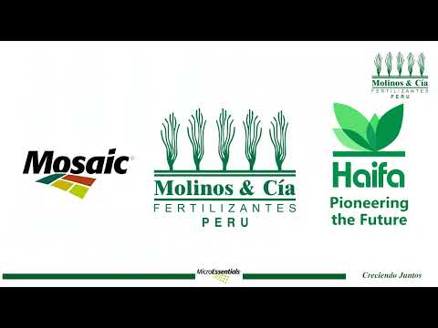 Fertilization of blueberry crops in substrate