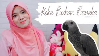 Download Lagu Gratis