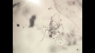 Křídový jantar B-56