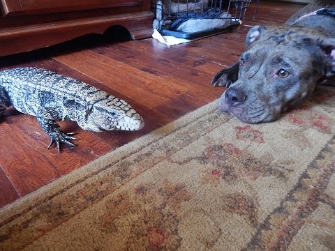 DO TEGUS GET ALONG WITH  DOGS?