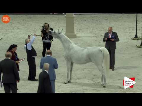 3RD - N.67 EMMONA - Paris 2016 - Mares 4 years old and more (Class CM3 B)