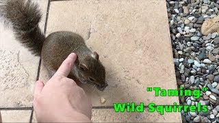 Achieving a Dream: "Taming" Wild Squirrels!