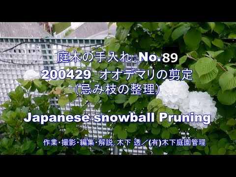 ディプラデニアの切断: これが剪定の仕組みです 植物