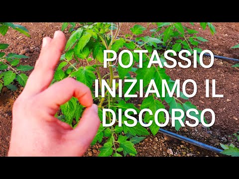 , title : 'Potassio nella Coltivazione di Pomodoro  Regolare Prime Fasi crescita vegetativa Invernali'
