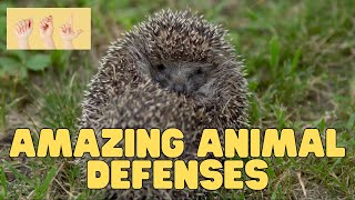 ASL Amazing Animal Defenses