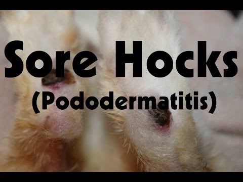 , title : 'Sore Hocks (Pododermatitis)'
