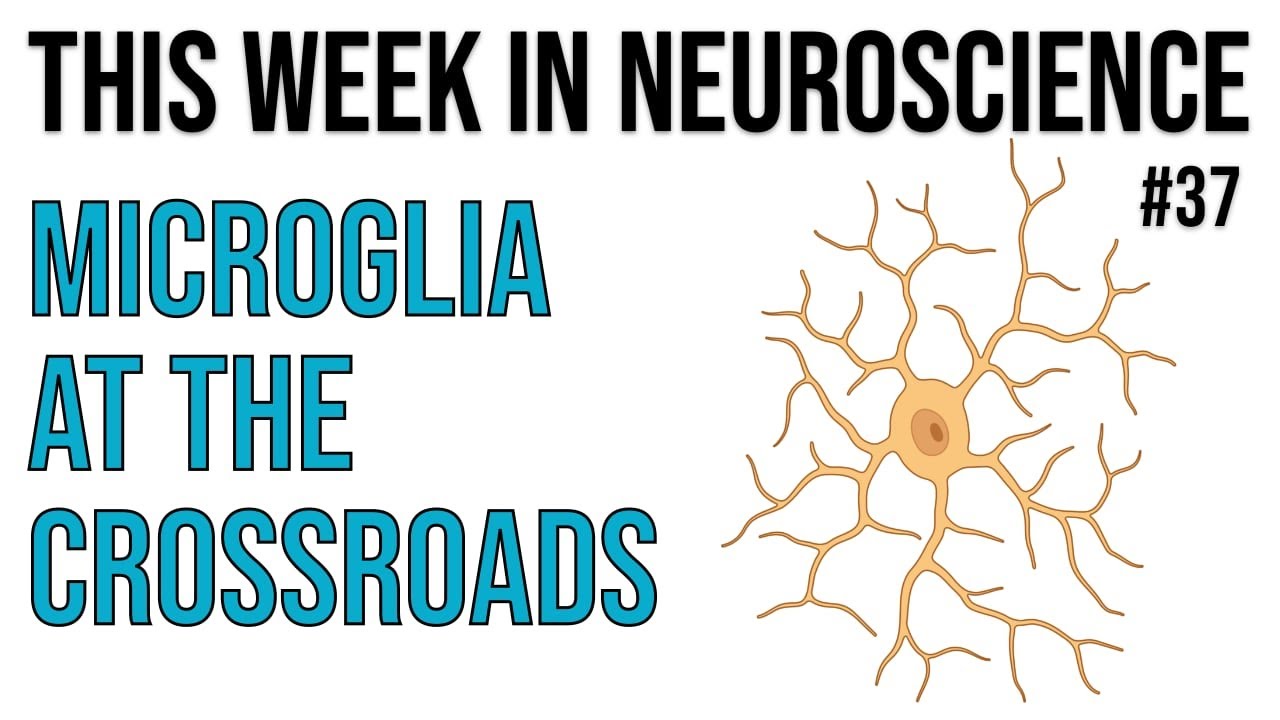 TWiN 37: Microglia at the crossroads - YouTube