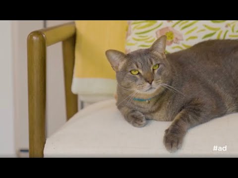 Confessions d'animaux avec bentley et beau