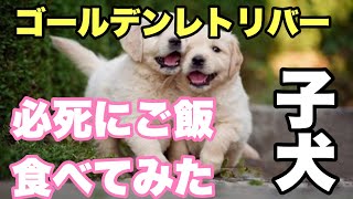 【短編】新しい家族！ゴールデンレトリバーBABY必死にご飯食べてみた❤️
