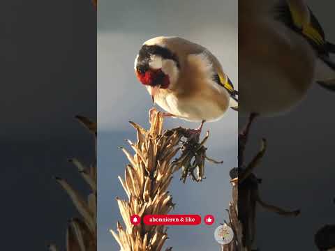 Naturgarten im Winter: Warum Unordnung Leben rettet