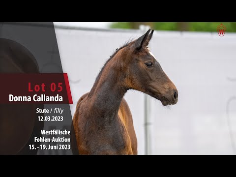 Fohlen-Auktion Lot 05 Donna Callanda Stute v. Dallas VDL - Cornet Obolensky