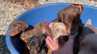 Video preview image #1 Doberman Pinscher Puppy For Sale in BRISTOL, CT, USA