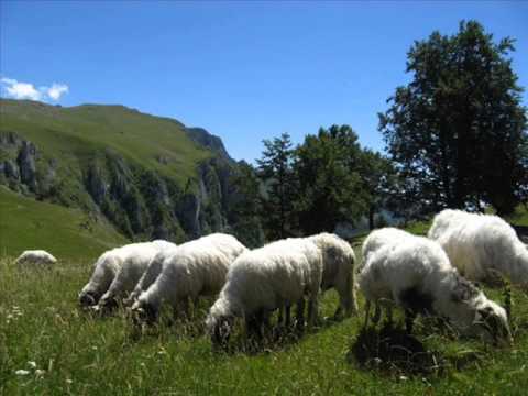 Neven - Zaljevala Smilja smilje