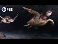 Swim With Soothing Sea Turtles Relaxing Nature Soundscape