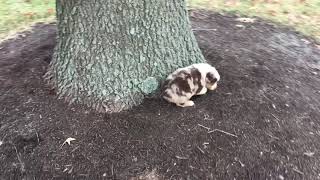 Video preview image #1 Australian Shepherd Puppy For Sale in ROBERTS, IL, USA