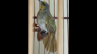 Download lagu suara merbah lekir satu ini ajibb bener mp3 Download lagu suara merbah lekir satu ini ajibb bener mp3