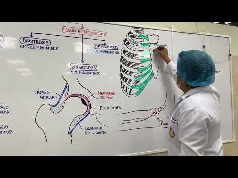 Classification and functions of joints