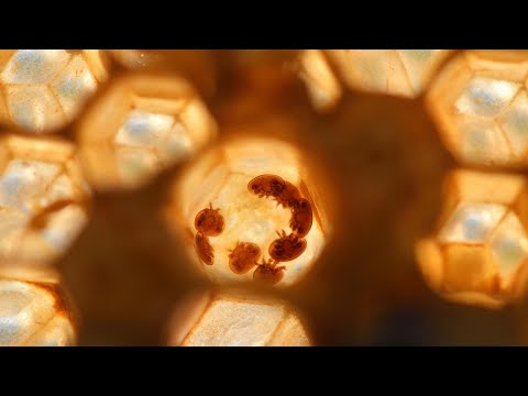 Puste ule jesienią. Co poszło nie tak?