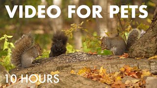 Cat TV for Pets to Watch 🐱 - Birds, Squirrels and Forest Friends in Fall - Oct  22, 2025
