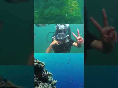 Scuba Diving at Malvan Tarkarli Beach! #scubadiving #shorts #travel #trending