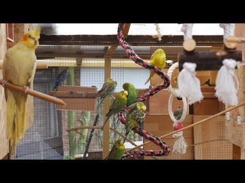 Over 3 Hours of Budgies and Cockatiels Talking, Singing and Playing in their Aviary