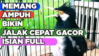 Download lagu Burung Jalak Suren Tembakan Mewah Gacor Full Isian Cililin Tengkek Buto Jernih mp3 Download lagu Burung Jalak Suren Tembakan Mewah Gacor Full Isian Cililin Tengkek Buto Jernih mp3