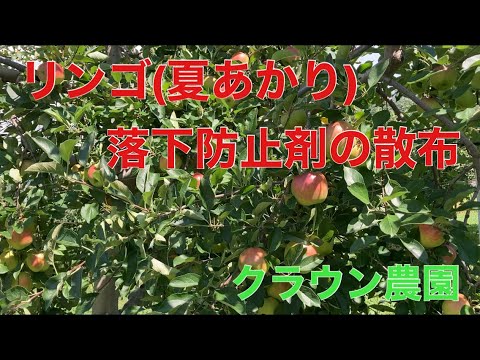 リンゴ(夏あかり) 落下防止剤の散布
