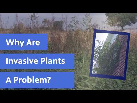 The Threat of Invasive Species: What You Need to Know