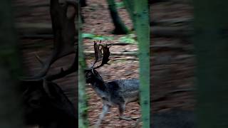 Schwarzwaldhunters auf der Drückjagd des Jahres bei den @hunterbrothersofficial