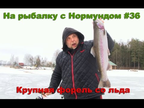 Крупная форель со льда : На рыбалку с Нормундом #36